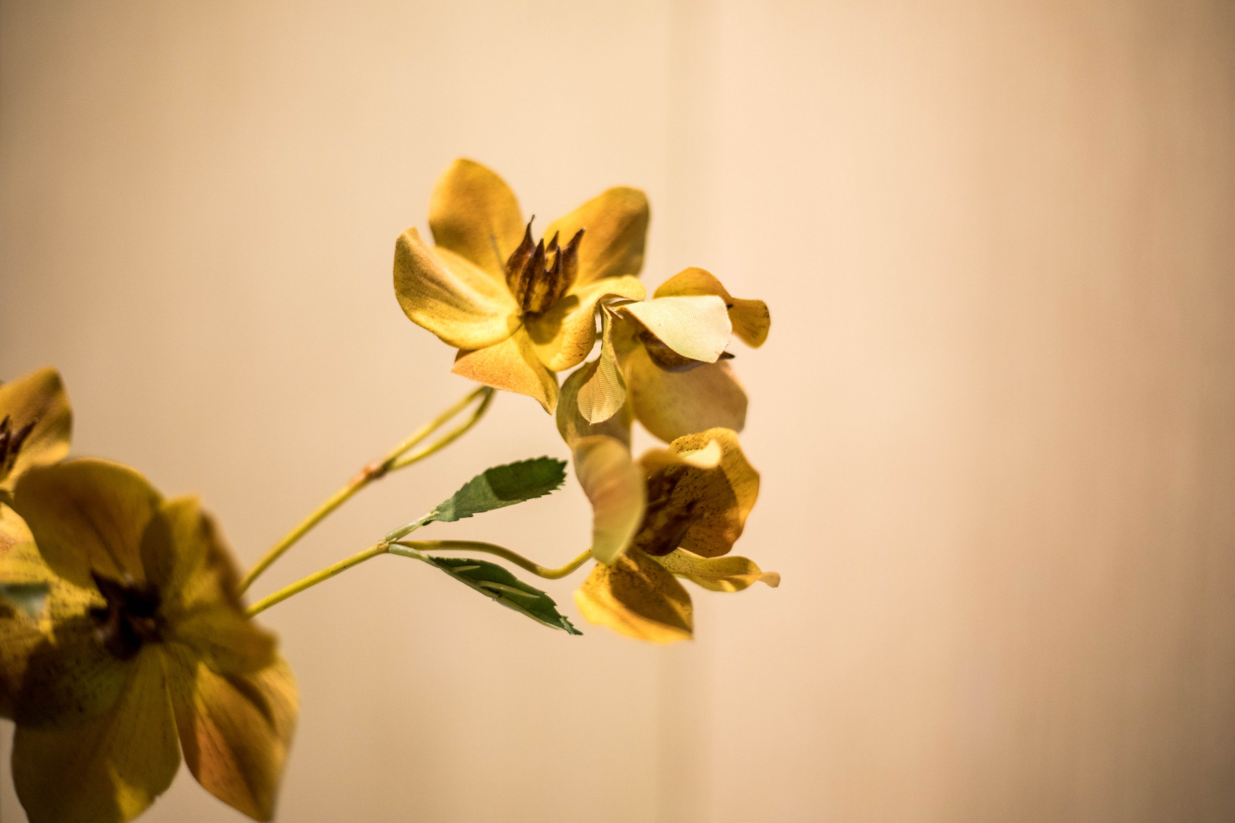 Hotel Don Gregorio – Fotografía de Interior — imagen 4